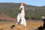 FOX TERRIER 390